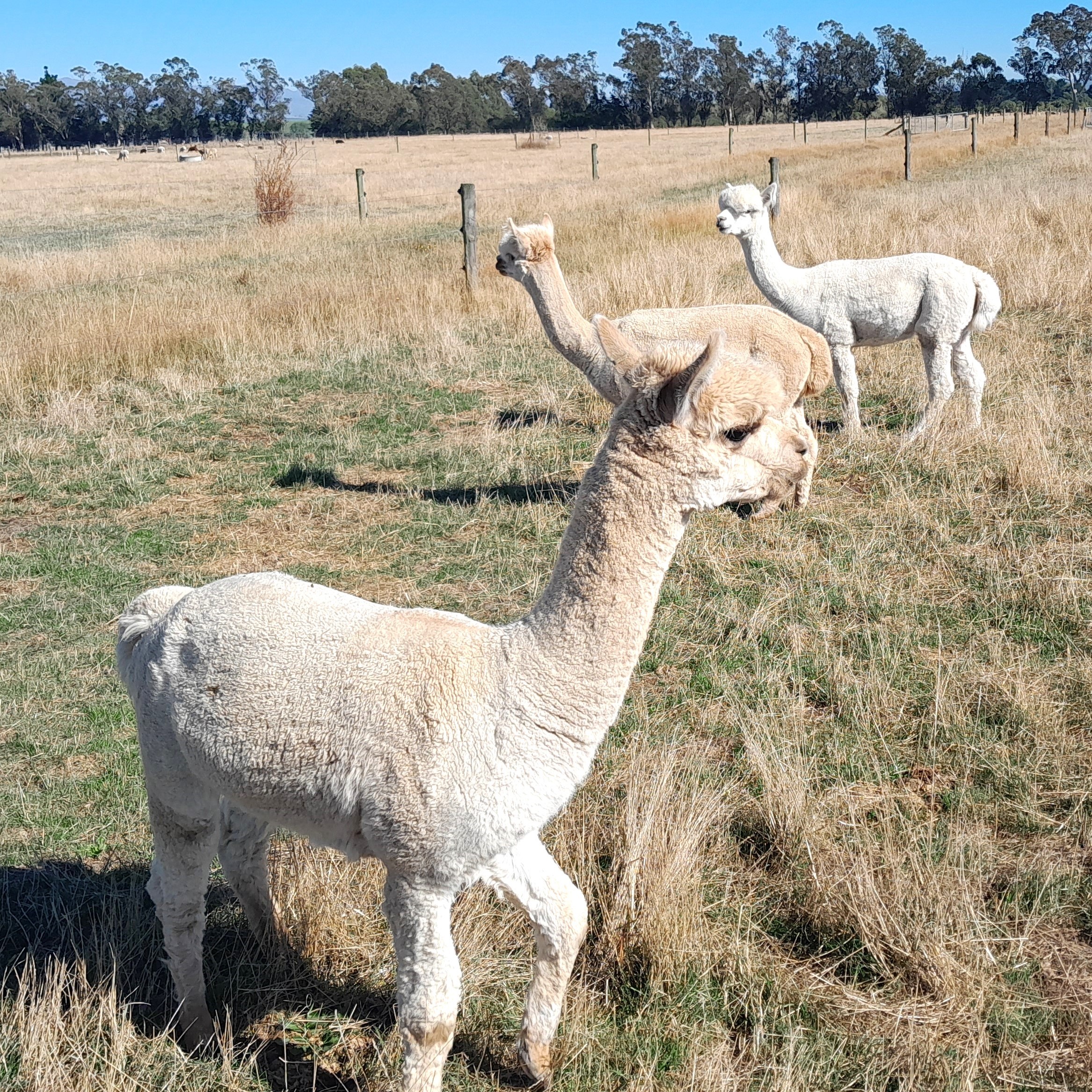 picture of alpacas 